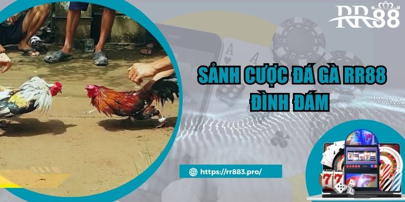 Giới thiệu sảnh cược đá gà RR88 đình đám